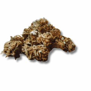 MINI SAPHIR KUSH